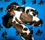 Solnyshko Puppies